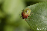 elasmucha ferrugata