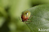 bosbeskielwants (elasmucha ferrugata)