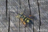 Yellow-legged Clearwing (Synanthedon vespiformis)