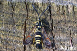 Eikenwespvlinder (Synanthedon vespiformis)