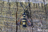 Yellow-legged Clearwing (Synanthedon vespiformis)