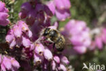 Ericabij (Megachile analis)