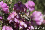 Ericabij (Megachile analis)