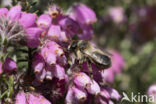 Megachile analis