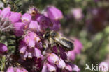 Ericabij (Megachile analis)