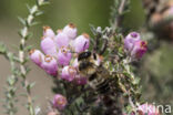 Ericabij (Megachile analis)