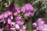 Ericabij (Megachile analis)