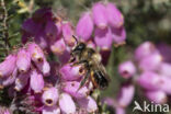 Ericabij (Megachile analis)