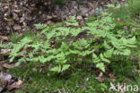 Gebogen driehoeksvaren (Gymnocarpium dryopteris)