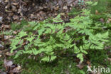 Gebogen driehoeksvaren (Gymnocarpium dryopteris)