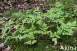 Oak Fern (Gymnocarpium dryopteris)