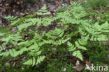 Gebogen driehoeksvaren (Gymnocarpium dryopteris)