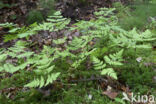 Gebogen driehoeksvaren (Gymnocarpium dryopteris)