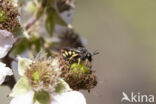 Gele tubebij (Stelis signata)