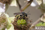 Gele tubebij (Stelis signata)