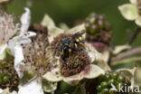 Gele tubebij (Stelis signata)