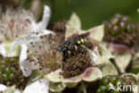 Gele tubebij (Stelis signata)