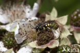 Gele tubebij (Stelis signata)