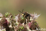 Gewone slobkousbij (Macropis europaea