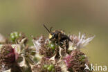 Gewone slobkousbij (Macropis europaea