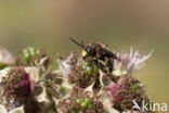 Gewone slobkousbij (Macropis europaea