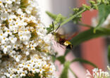 Glasvleugelpijlstaart (Hemaris fuciformis)