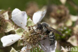 Heidekegelbij (Coelioxys quadridentata)