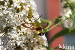 Glasvleugelpijlstaart (Hemaris fuciformis)