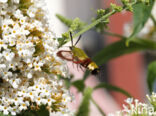 Glasvleugelpijlstaart (Hemaris fuciformis)