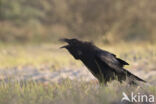 Raaf (Corvus corax)