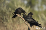 Raaf (Corvus corax)