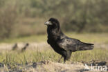 Raaf (Corvus corax)