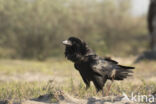 Raaf (Corvus corax)