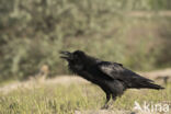 Raaf (Corvus corax)