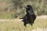 Raaf (Corvus corax)