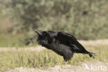 Raaf (Corvus corax)