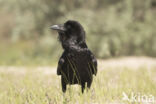 Raaf (Corvus corax)