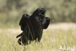 Common Raven (Corvus corax)