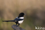 Black-billed Magpie (Pica pica)