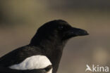 Black-billed Magpie (Pica pica)