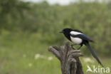 Black-billed Magpie (Pica pica)