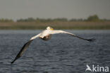 Roze Pelikaan (Pelecanus onocrotalus)