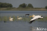 Roze Pelikaan (Pelecanus onocrotalus)