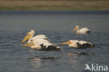 Roze Pelikaan (Pelecanus onocrotalus)