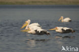 Roze Pelikaan (Pelecanus onocrotalus)