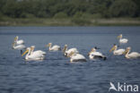 Roze Pelikaan (Pelecanus onocrotalus)