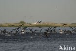 Eastern white pelican (Pelecanus onocrotalus)