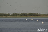 Eastern white pelican (Pelecanus onocrotalus)