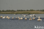 Roze Pelikaan (Pelecanus onocrotalus)