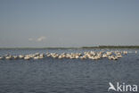 Eastern white pelican (Pelecanus onocrotalus)